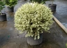 Kép 3/3 - Buxus sempervirens suffruticosa variegata / Törpe puszpáng tarka