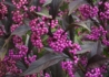 Kép 1/4 - Callicarpa bodinieri / Kínai lila bogyó