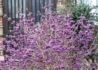 Kép 3/4 - Callicarpa bodinieri / Kínai lila bogyó
