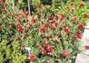 Kép 2/3 - Callistemon laevis / Kefevirág