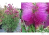 Kép 1/2 - Callistemon viminalis Hot Pink / Kefevirág rózsaszín