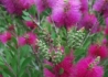 Kép 2/2 - Callistemon viminalis Hot Pink / Kefevirág rózsaszín