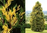 Kép 1/2 - Calocedrus decurrens Variegata / Aranytarka kaliforniai gyantáscédrus