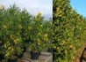 Kép 2/2 - Calocedrus decurrens Variegata / Aranytarka kaliforniai gyantáscédrus