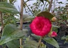 Kép 1/2 - Camellia japonica Black Lace / Kamélia vörös virágú