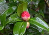 Kép 2/2 - Camellia japonica Charles Cobb / Kamélia sötétvörös virágú