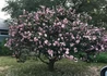Kép 2/2 - Camellia sasanqua Plantation Pink / Őszi kamélia rózsaszín