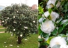 Kép 2/2 - Camellia japonica Bianca / Kamélia fehér virágú