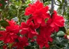 Kép 1/4 - Camellia japonica Freedom Bell / Kamélia piros virágú