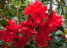 Kép 1/4 - Camellia japonica Freedom Bell / Kamélia piros virágú