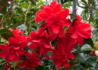 Kép 1/4 - Camellia japonica Freedom Bell / Kamélia piros virágú