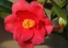 Kép 2/4 - Camellia japonica Freedom Bell / Kamélia piros virágú