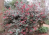 Kép 3/4 - Camellia japonica Freedom Bell / Kamélia piros virágú