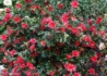 Kép 4/4 - Camellia japonica Freedom Bell / Kamélia piros virágú