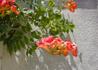 Kép 3/3 - Campsis radicans Flamenco / Trombitafolyondár Piros