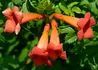 Kép 1/4 - Campsis radicans Orange Trumpet / Trombitafolyondár Narancssárga