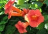 Kép 2/4 - Campsis radicans Orange Trumpet / Trombitafolyondár Narancssárga