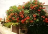 Kép 4/4 - Campsis radicans Orange Trumpet / Trombitafolyondár Narancssárga