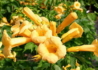 Kép 1/4 - Campsis radicans Yellow Trumpet / Trombitafolyondár Sárga