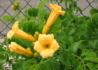Kép 2/4 - Campsis radicans Yellow Trumpet / Trombitafolyondár Sárga