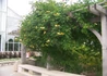 Kép 3/4 - Campsis radicans Yellow Trumpet / Trombitafolyondár Sárga