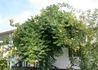 Kép 4/4 - Campsis radicans Yellow Trumpet / Trombitafolyondár Sárga