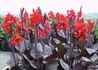 Kép 1/2 - Canna indica / Rózsanád Bordó lomb bordó virág