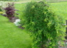 Kép 2/2 - Caragana arborescens Pendula / Csüngő borsófa