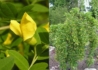 Kép 1/2 - Caragana arborescens Pendula / Csüngő borsófa