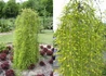 Kép 1/3 - Caragana arborescens Walker / Keskeny Levelű Szomorú - Csüngő borsófa