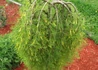 Kép 2/3 - Caragana arborescens Walker / Szomorú - Csüngő borsófa