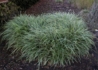 Kép 3/3 - Carex morrowii Ice Dance / Fehér tarka sás