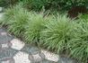 Kép 1/3 - Carex morrowii Variegata / Sárga tarka sás