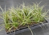Kép 2/3 - Carex morrowii Variegata / Sárga tarka sás