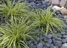 Kép 1/3 - Carex oshimensis Evergold / Madárlábú tarka sás