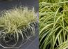 Kép 2/3 - Carex oshimensis Evergold / Madárlábú tarka sás