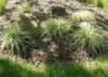 Kép 3/3 - Carex oshimensis Evergold / Madárlábú tarka sás