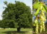 Kép 1/2 - Carpinus Betulus / Közönséges Gyertyán