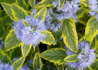 Kép 1/2 - Caryopteris Clandonensis Summer Sorbet / Sárga tarka kékszakáll