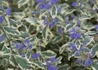 Kép 3/4 - Caryopteris Clandonensis White Surprise / Fehér tarka Kékszakáll 