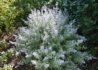 Kép 4/4 - Caryopteris Clandonensis White Surprise / Fehér tarka Kékszakáll