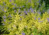 Kép 1/3 - Caryopteris clandonensis Worcester Gold / Angol kékszakáll sárga