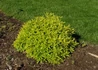Kép 2/3 - Caryopteris clandonensis Worcester Gold / Angol kékszakáll sárga
