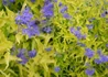 Kép 3/3 - Caryopteris clandonensis Worcester Gold / Angol kékszakáll sárga