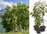 Kép 2/2 - Castanea Sativa Bouche de Betizac / Szelídgesztenye