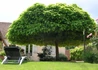 Kép 2/2 - Catalpa bignonioides Nana / Gömb szivarfa