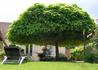 Kép 2/2 - Catalpa bignonioides Nana / Gömb szivarfa