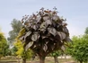 Kép 1/2 - Catalpa erubescens purpurea / Piros levelű Szivarfa