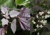 Kép 2/2 - Catalpa erubescens purpurea / Piros levelű Szivarfa