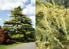 Kép 1/3 - Cedrus Deodara Aurea / Himalájai Cédrus sárga